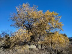 Wildwood-Canyon-34-Fall