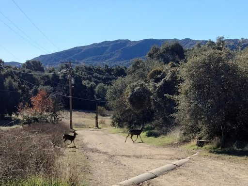 Wildwood-Canyon-40-Fall