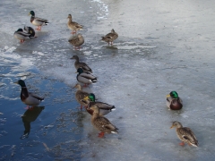 Winter-at-Boulder-Bay-12