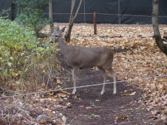 Yosemite-Late-Fall-2025-02