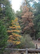 Yosemite-Late-Fall-2025-03