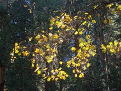 Yosemite-Late-Fall-2025-32