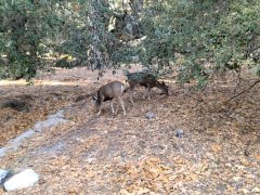 Yosemite-Late-Fall-2025-51