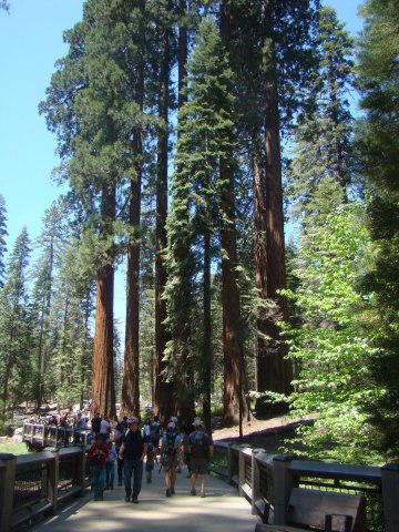 Yosemite-Mariposa-Grove-01