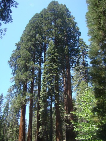 Yosemite-Mariposa-Grove-02