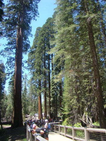 Yosemite-Mariposa-Grove-03