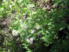 Yosemite-Mariposa-Grove-04