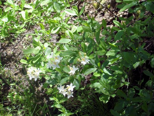 Yosemite-Mariposa-Grove-04