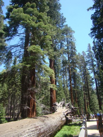 Yosemite-Mariposa-Grove-05