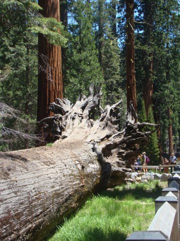 Yosemite-Mariposa-Grove-06