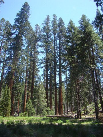 Yosemite-Mariposa-Grove-07