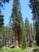 Yosemite-Mariposa-Grove-08