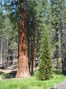 Yosemite-Mariposa-Grove-09