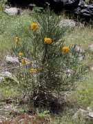 Yosemite-Mariposa-Grove-10