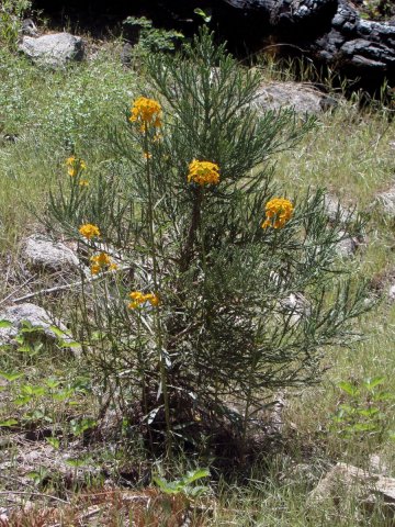 Yosemite-Mariposa-Grove-10