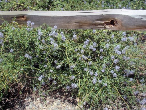 Yosemite-Mariposa-Grove-11