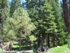 Yosemite-Mariposa-Grove-12