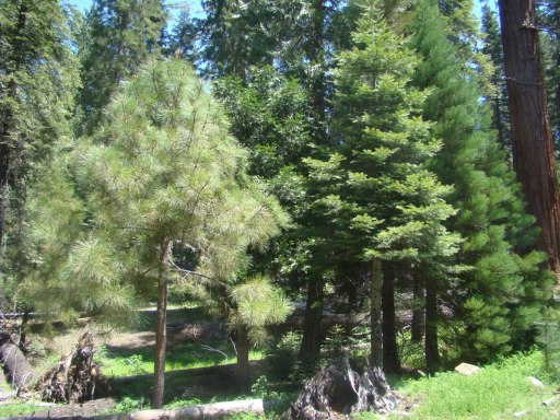 Yosemite-Mariposa-Grove-12