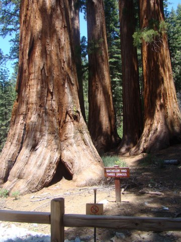 Yosemite-Mariposa-Grove-13