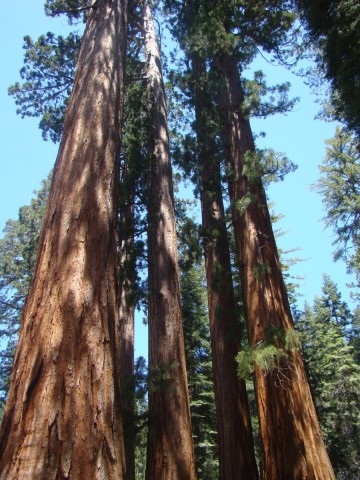 Yosemite-Mariposa-Grove-14