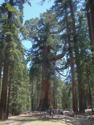 Yosemite-Mariposa-Grove-15