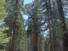 Yosemite Mariposa Grove