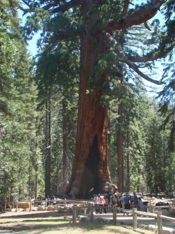 Yosemite-Mariposa-Grove-17