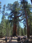 Yosemite-Mariposa-Grove-18