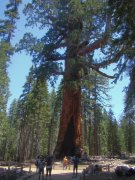 Yosemite-Mariposa-Grove-19