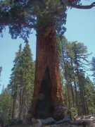 Yosemite-Mariposa-Grove-20