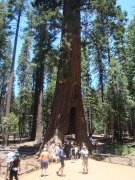 Yosemite-Mariposa-Grove-21