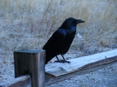 Yosemite-Valley-10-crow-on-fence