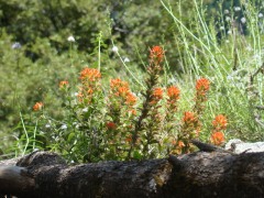 Yosemite-Valley-in-late-Spring-2019-11