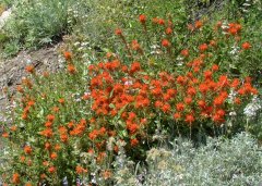 Yosemite-Valley-in-late-Spring-2019-12