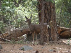 Yosemite-Valley-in-late-Spring-2019-23