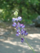 Yosemite-Valley-July-2023-32