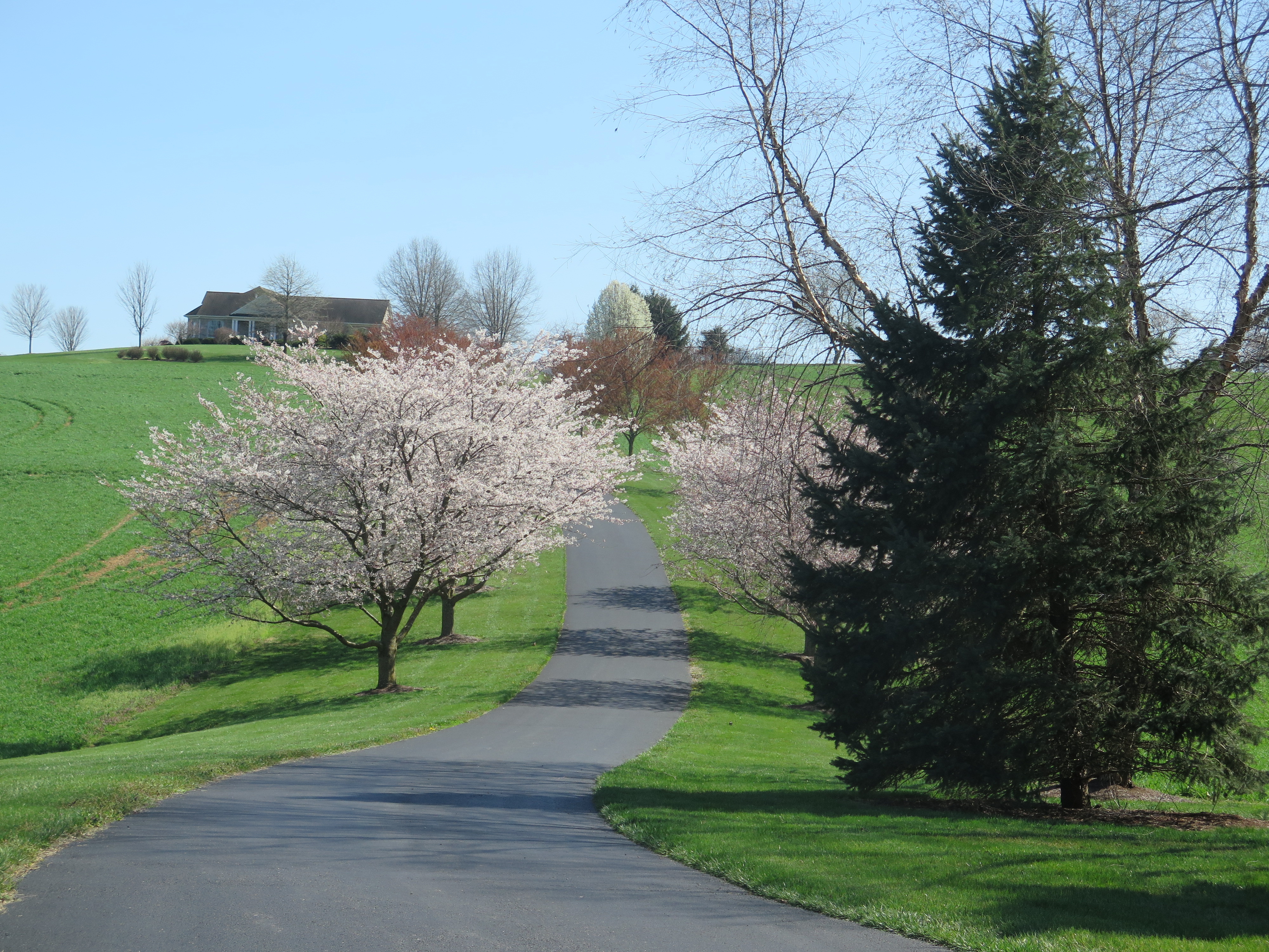 Shenandoah Valley Flowering Trees - Picturesque Photo Views